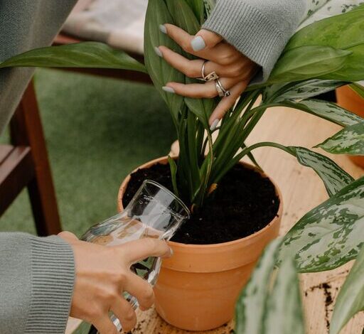 Simple Tips for Keeping Houseplants Healthy