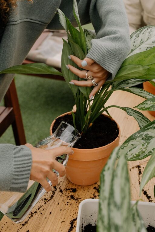 Simple Tips for Keeping Houseplants Healthy
