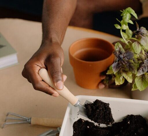 How to Start a Small Herb Garden Indoors